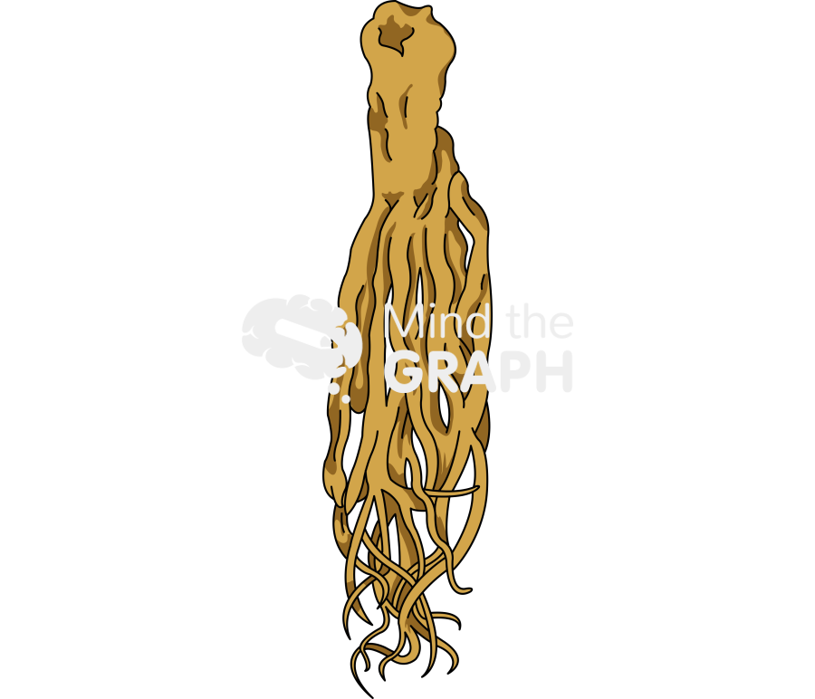 Dong quai angelica sinensis Icons, Symbols, Pictures, and Images