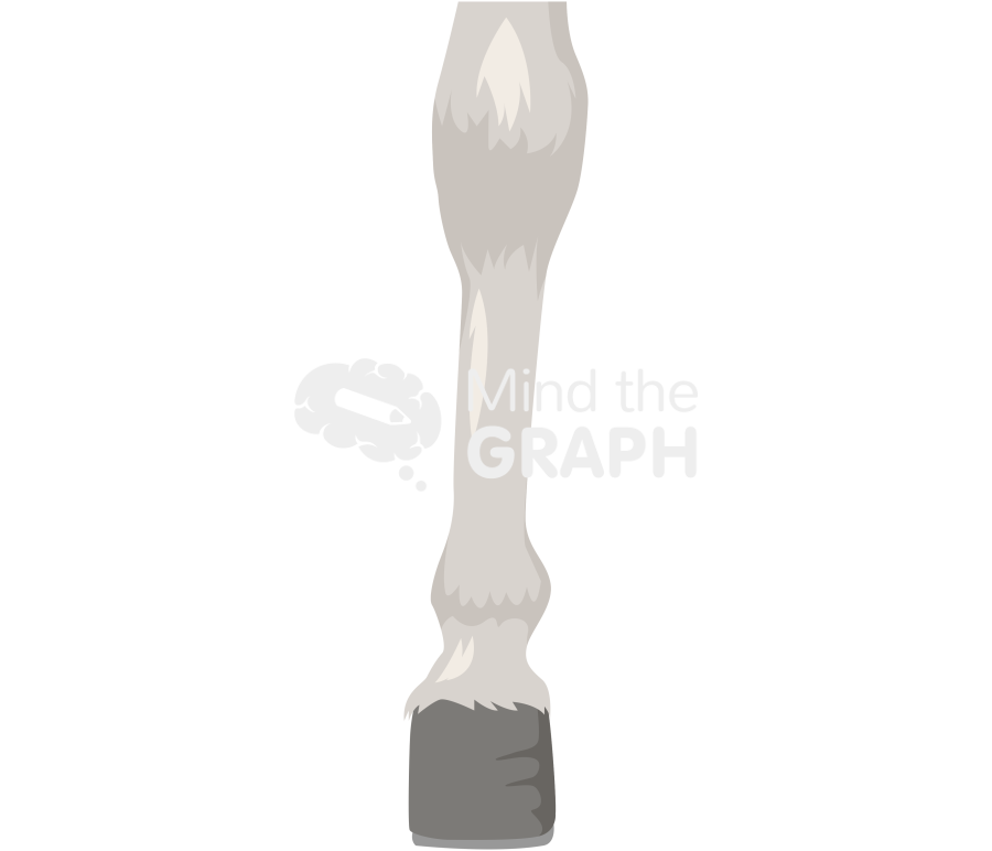 Donkey leg right Icons, Symbols, Pictures, and Images