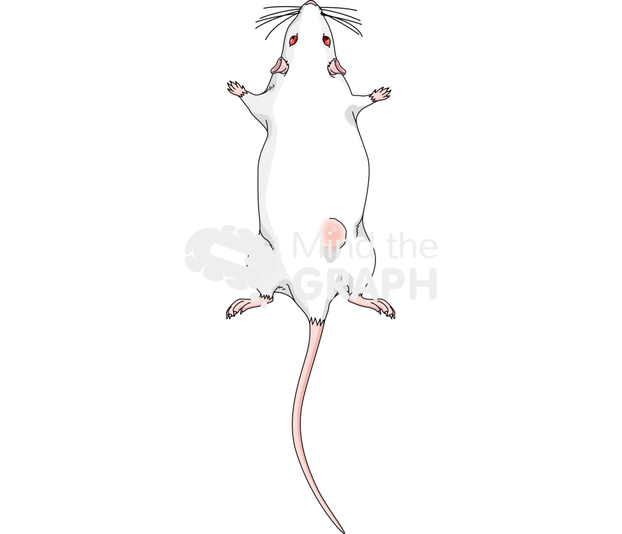 Dorsal tumor mouse stage 1 posterior Icons, Symbols, Pictures, and Images