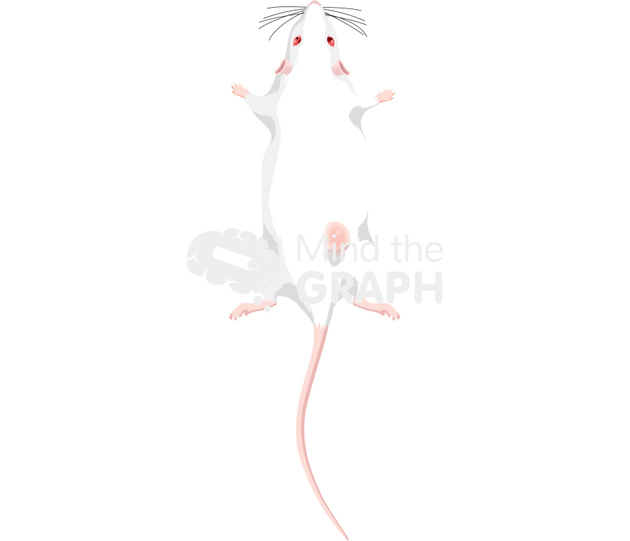 Dorsal tumor mouse stage 1 posterior Icons, Symbols, Pictures, and Images