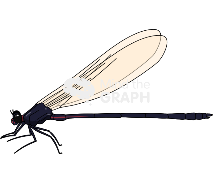 Dragonfly anisoptera 3 Icons, Symbols, Pictures, and Images