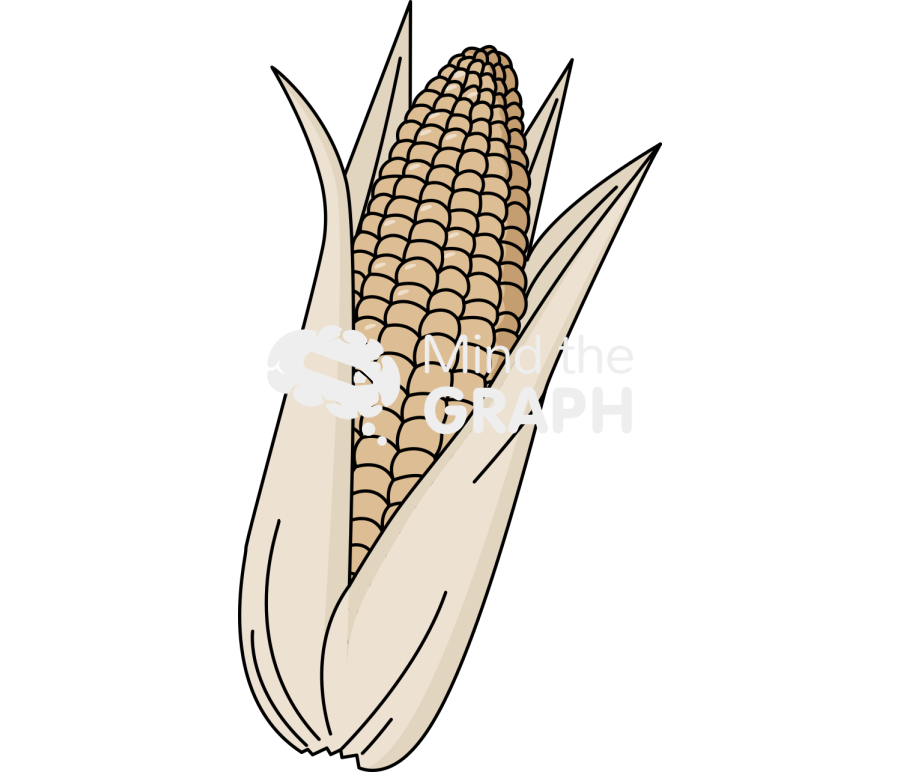 Dried corn Icons, Symbols, Pictures, and Images