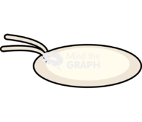 Drosophila egg - Edit and Customize Icons of Drosophila egg Drosophila egg Icons, Symbols, Pictures, and Images