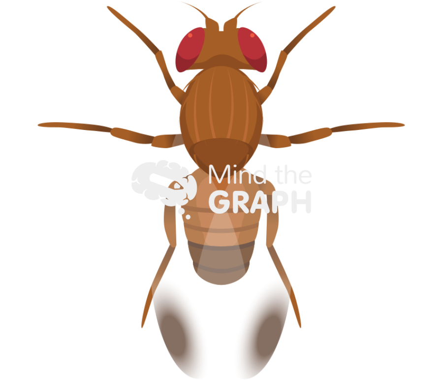 Drosophila suzukii fruit fly male top Icons, Symbols, Pictures, and Images