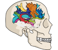 Dti brain lateral Icons, Symbols, Pictures, and Images