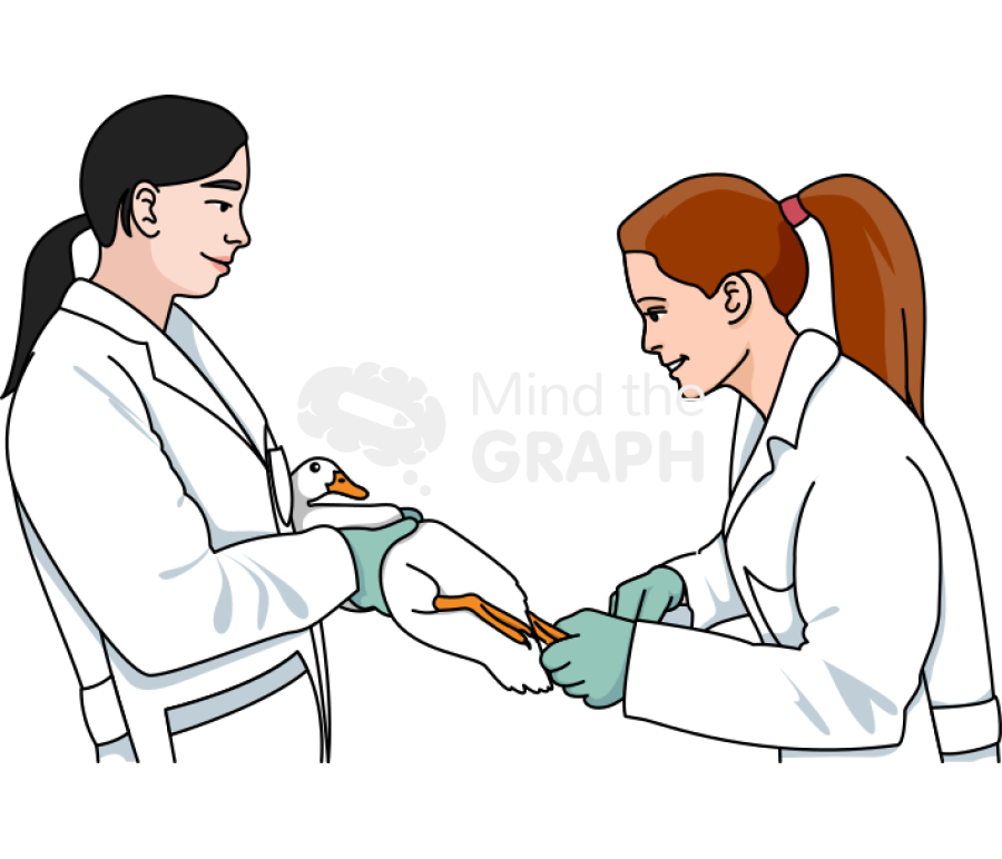 Duck sample Icons, Symbols, Pictures, and Images