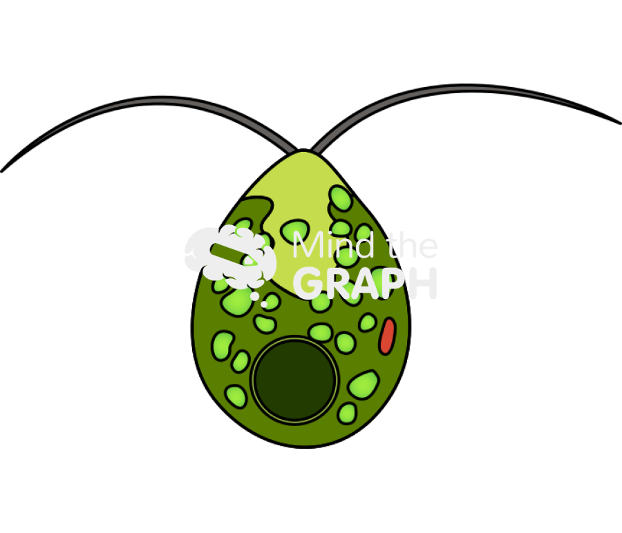 Dunaliella tertiolecta Icons, Symbols, Pictures, and Images