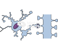 Dystrophic microglia engulfing synapses Icons, Symbols, Pictures, and Images