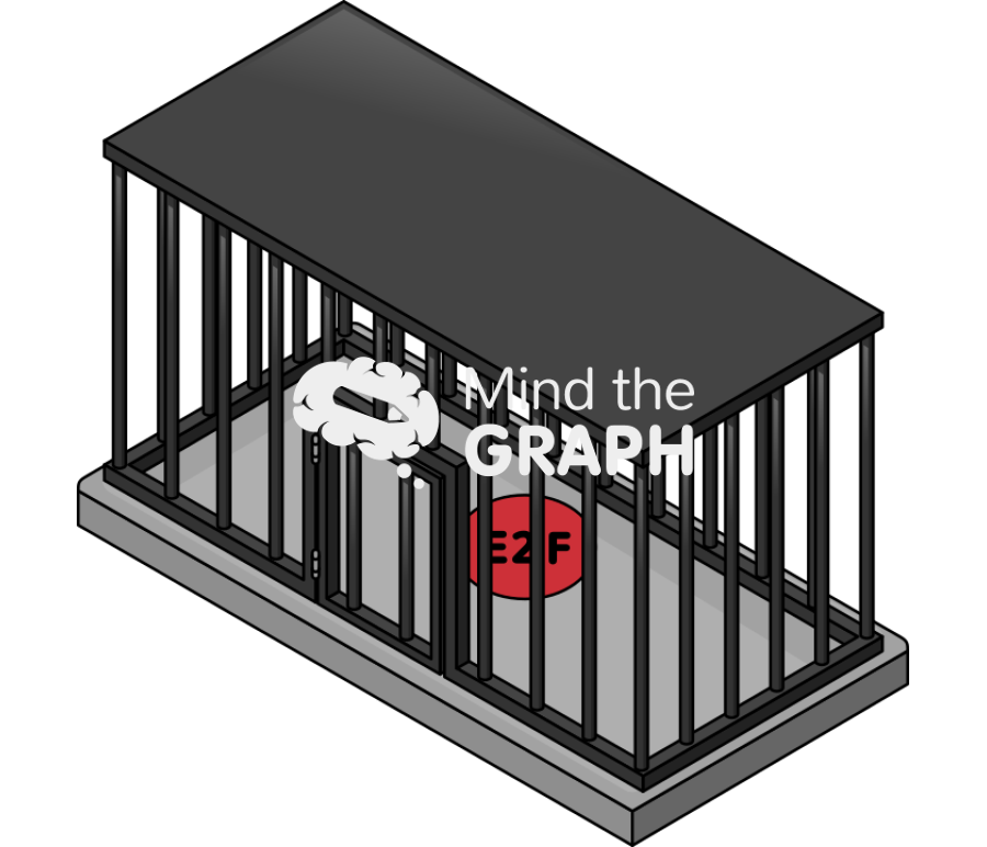 E2f transcription factor locked Icons, Symbols, Pictures, and Images