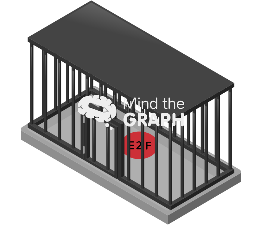 E2f transcription factor locked Icons, Symbols, Pictures, and Images