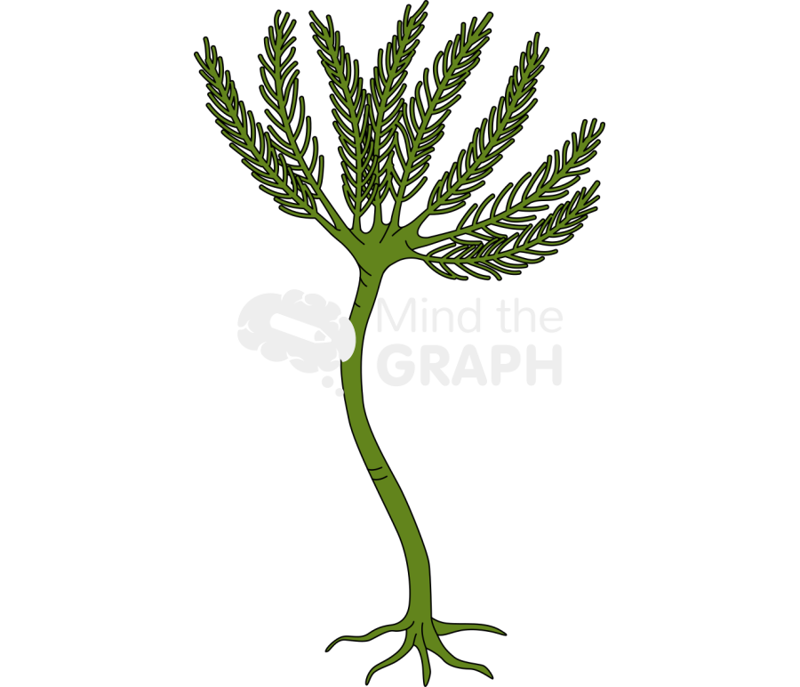 Echinoderm Icons, Symbols, Pictures, and Images