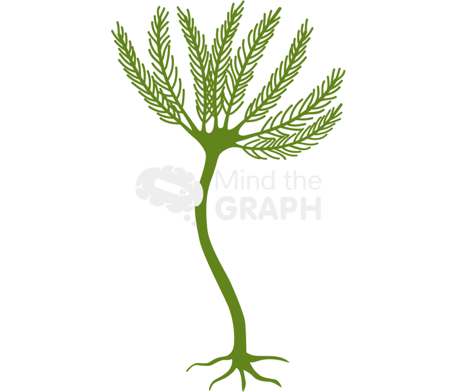 Echinoderm Icons, Symbols, Pictures, and Images