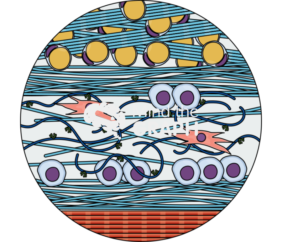 Ecm superficial fascia zoom Icons, Symbols, Pictures, and Images