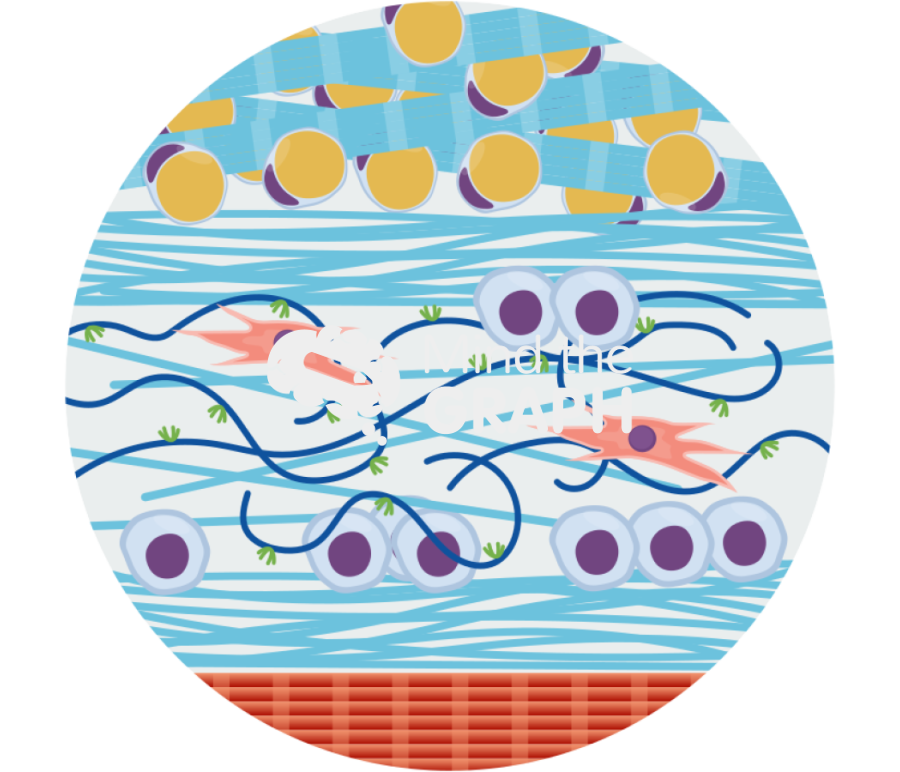 Ecm superficial fascia zoom Icons, Symbols, Pictures, and Images