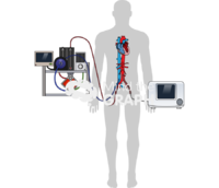 Ecmella heart body shape - Edit and Customize Icons of Ecmella heart body shape Ecmella heart body shape Icons, Symbols, Pictures, and Images