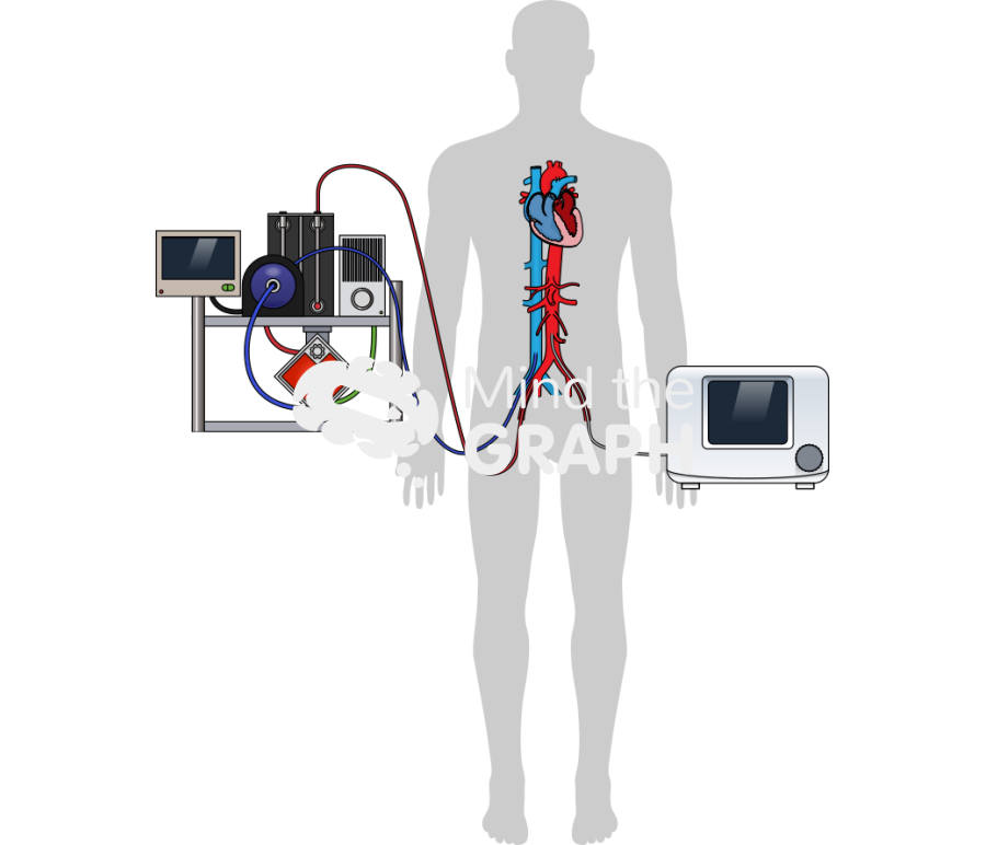Ecmella heart body shape Icons, Symbols, Pictures, and Images