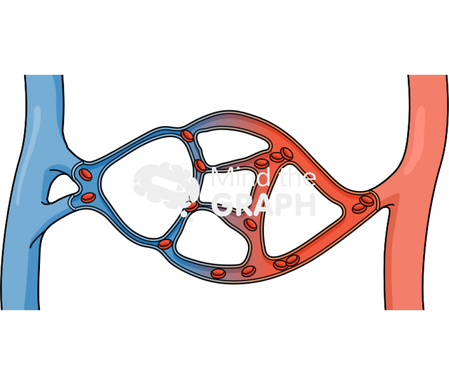 Edema formation capillaries Icons, Symbols, Pictures, and Images