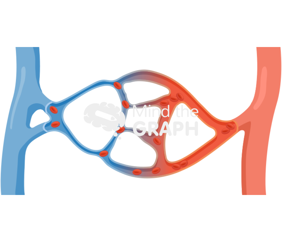 Edema formation capillaries Icons, Symbols, Pictures, and Images
