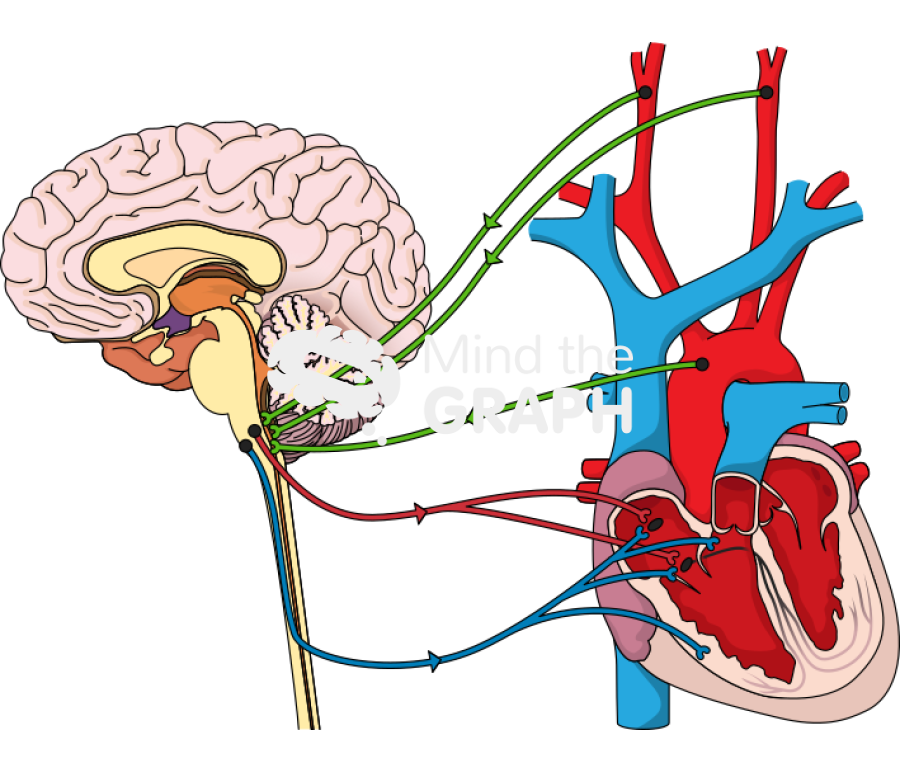 Eeg cardiac responses to pain Icons, Symbols, Pictures, and Images