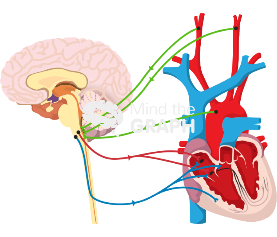Eeg cardiac responses to pain Icons, Symbols, Pictures, and Images