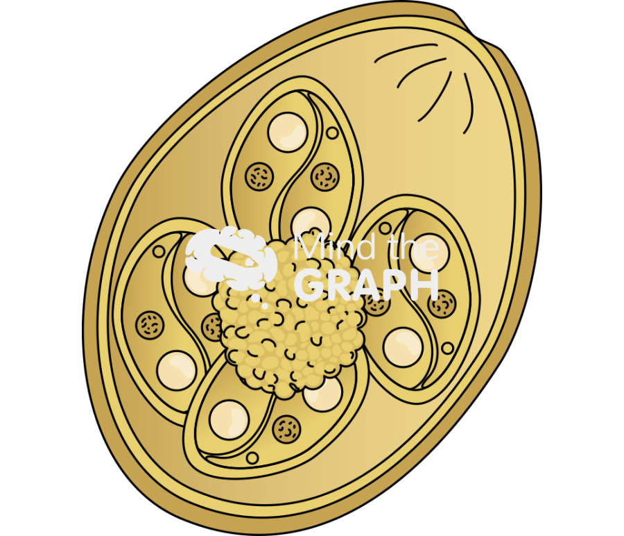 Eimeria oocysts Icons, Symbols, Pictures, and Images
