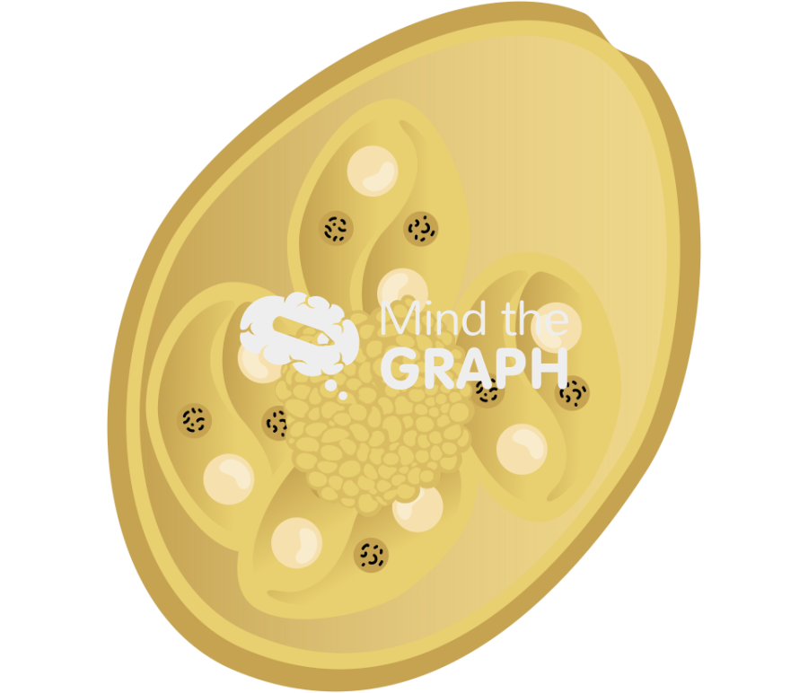 Eimeria oocysts Icons, Symbols, Pictures, and Images