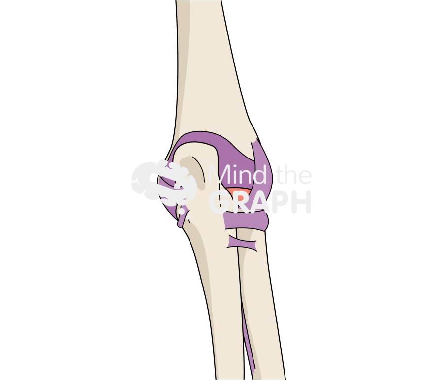 Elbow anterior view Icons, Symbols, Pictures, and Images