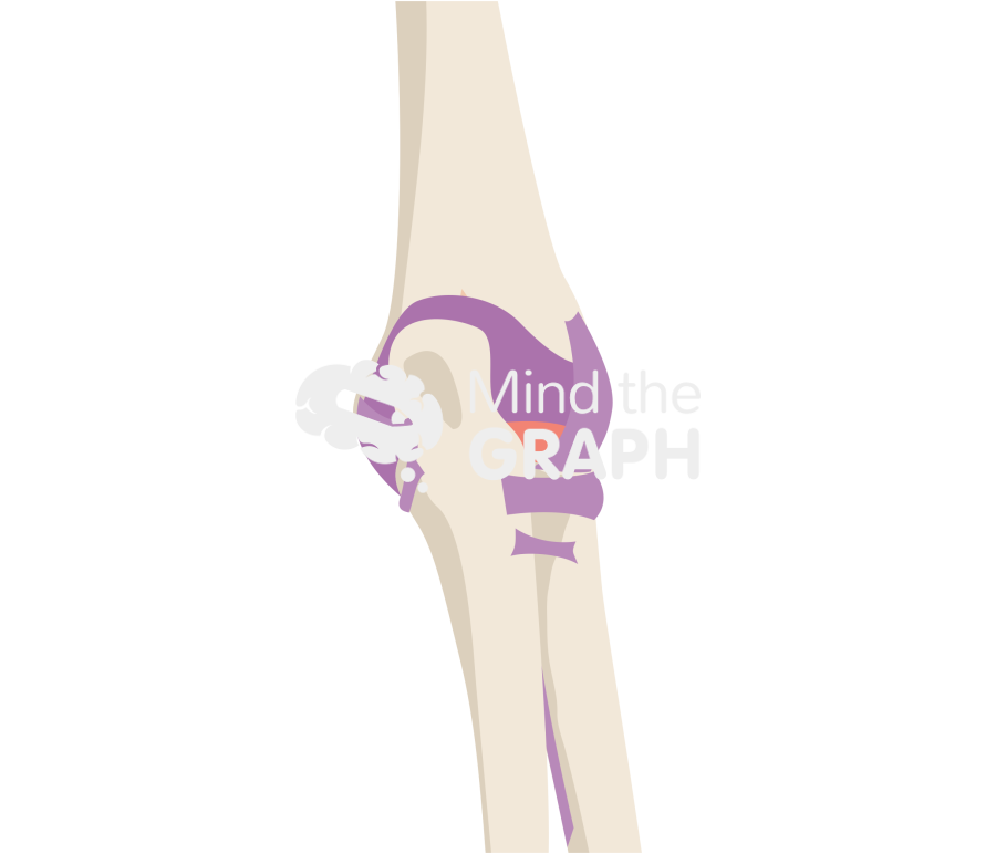 Elbow anterior view Icons, Symbols, Pictures, and Images