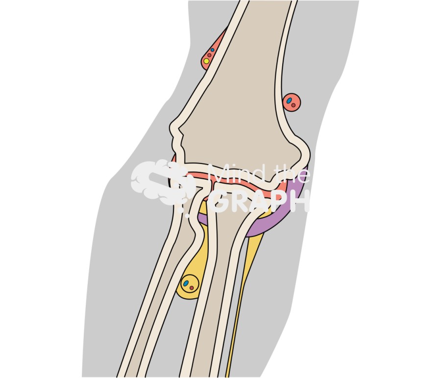 Elbow frontal view body Icons, Symbols, Pictures, and Images