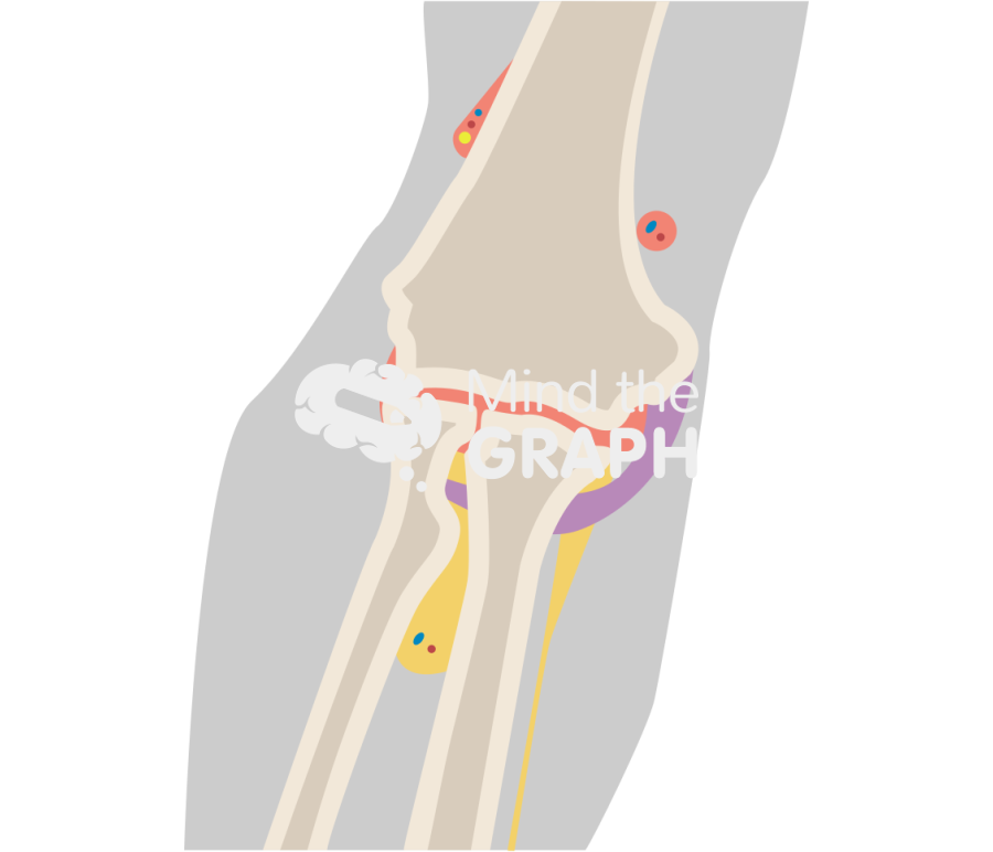 Elbow frontal view body Icons, Symbols, Pictures, and Images