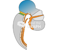 Embriology midbrain forebrain hindbrain - Edit and Customize Icons of Embriology midbrain forebrain hindbrain Embriology midbrain forebrain hindbrain Icons, Symbols, Pictures, and Images