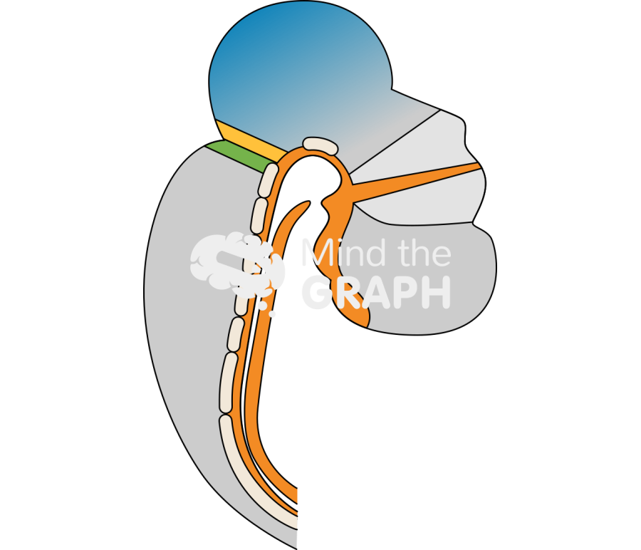 Embriology midbrain forebrain hindbrain Icons, Symbols, Pictures, and Images