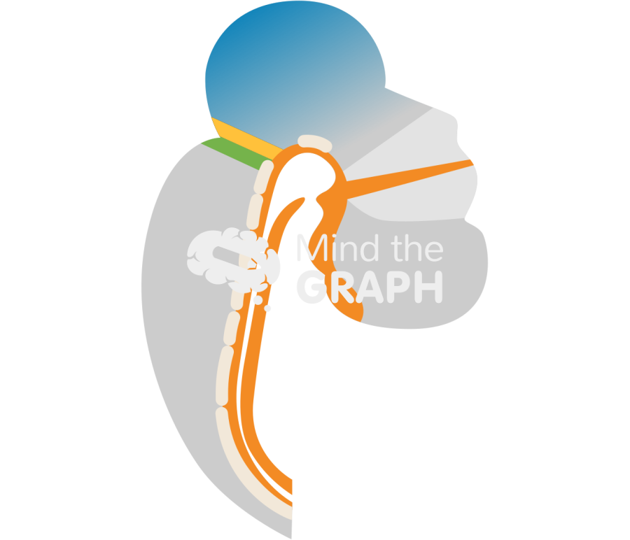 Embriology midbrain forebrain hindbrain Icons, Symbols, Pictures, and Images