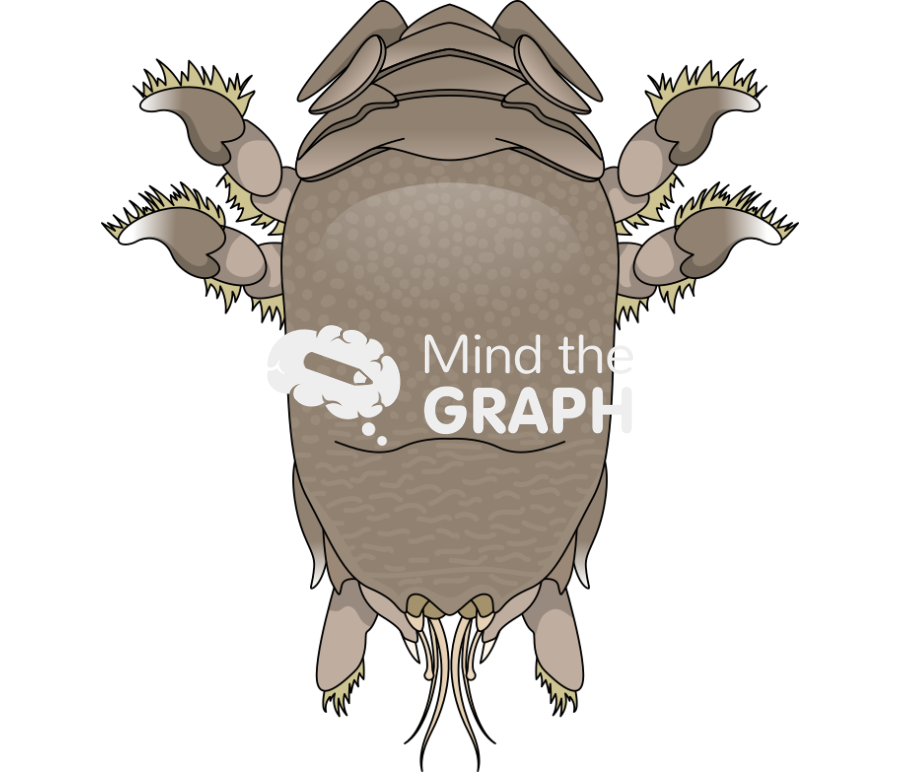 Emerita analog Icons, Symbols, Pictures, and Images