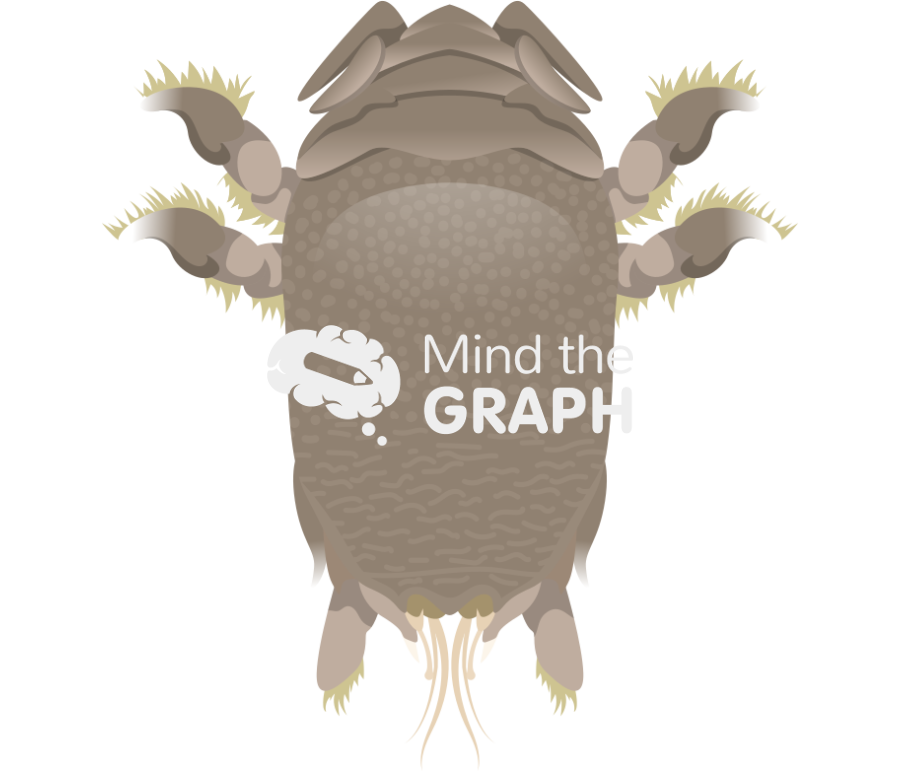 Emerita analog Icons, Symbols, Pictures, and Images