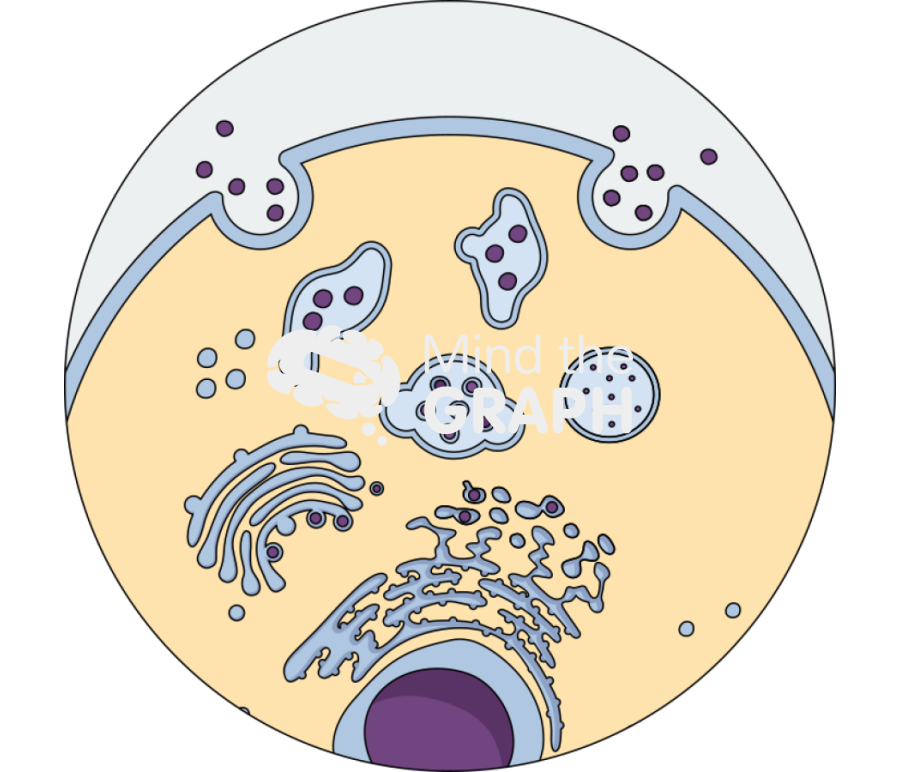 Endosome zoom Icons, Symbols, Pictures, and Images