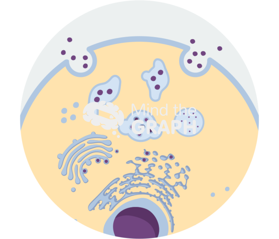 Endosome zoom Icons, Symbols, Pictures, and Images