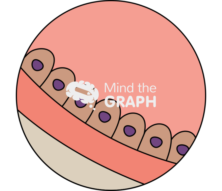 Endothelia cell layer zoom Icons, Symbols, Pictures, and Images