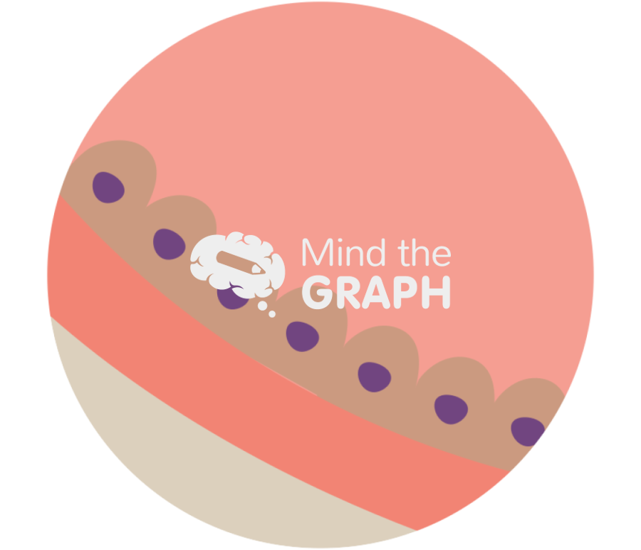 Endothelia cell layer zoom Icons, Symbols, Pictures, and Images