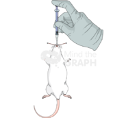 Endotracheal administration rat 1 - Edit and Customize Icons of Endotracheal administration rat 1 Endotracheal administration rat 1 Icons, Symbols, Pictures, and Images