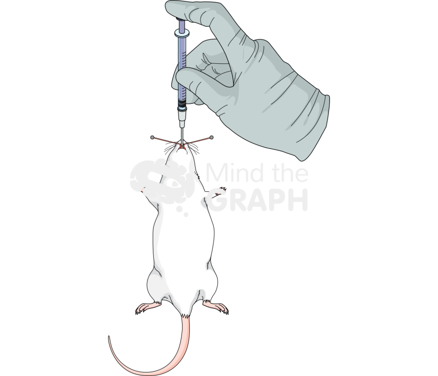 Endotracheal administration rat 1 Icons, Symbols, Pictures, and Images