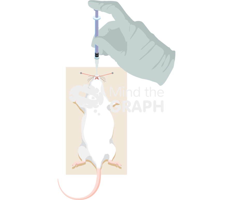 Free Endotracheal administration rat 2 Icons, Symbols, Pictures, and ...