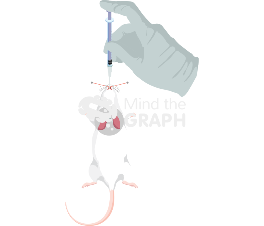 Endotracheal administration rat 3 Icons, Symbols, Pictures, and Images