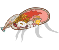 Engorged tick system cut 1 - Edit and Customize Icons of Engorged tick system cut 1 Engorged tick system cut 1 Icons, Symbols, Pictures, and Images