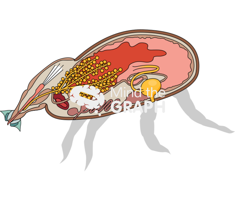Engorged tick system cut 1 Icons, Symbols, Pictures, and Images