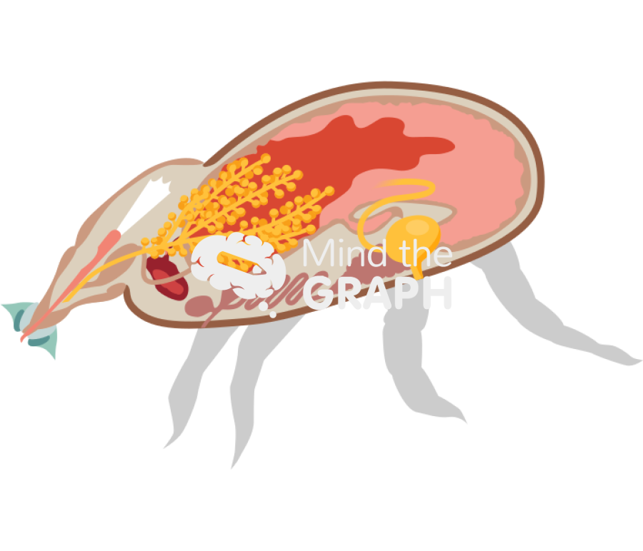 Engorged tick system cut 1 Icons, Symbols, Pictures, and Images