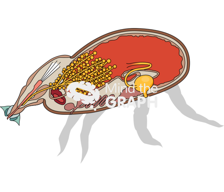 Engorged tick system cut 2 Icons, Symbols, Pictures, and Images