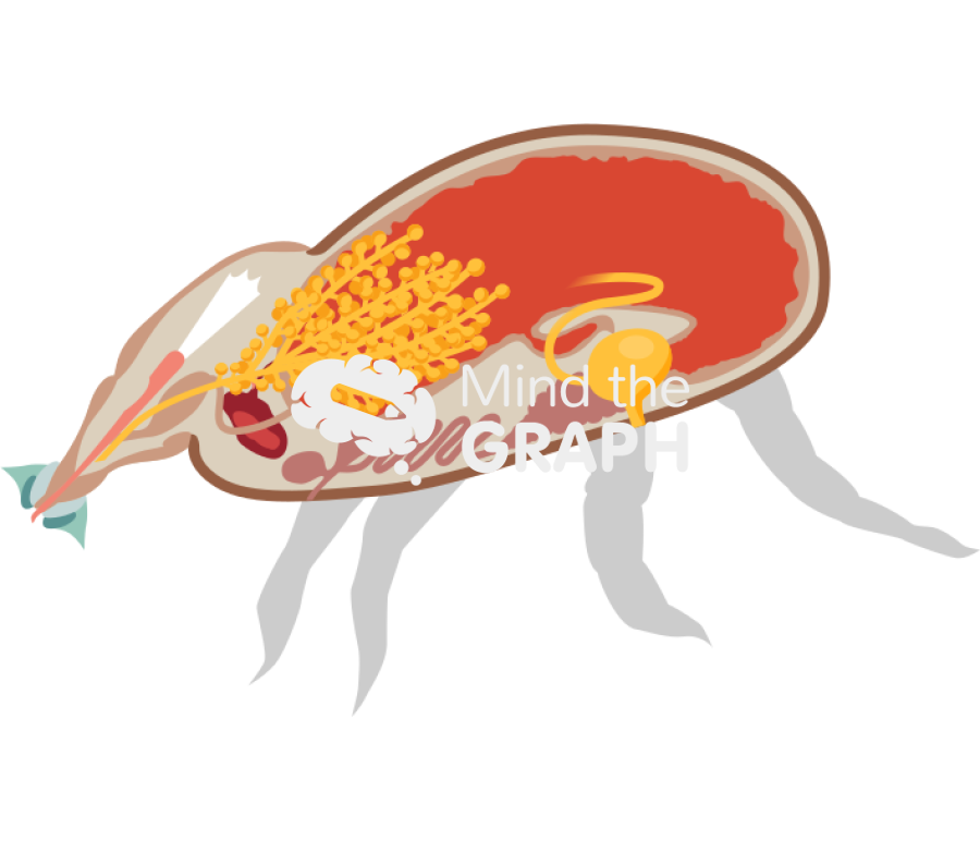 Engorged tick system cut 2 Icons, Symbols, Pictures, and Images