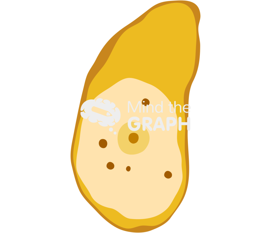 Entamoeba histolytica encystation Icons, Symbols, Pictures, and Images