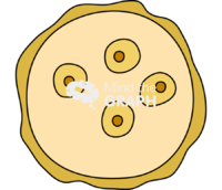 Entamoeba histolytica mature cyst - Edit and Customize Icons of Entamoeba histolytica mature cyst Entamoeba histolytica mature cyst Icons, Symbols, Pictures, and Images